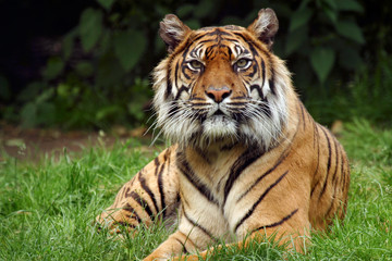 Naklejka na ściany i meble Tygrys bengalski z Indii Panthera Tigris Tigris