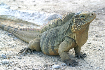 Iguana reptile
