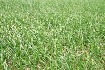 young cereal field in spring