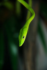 Green snake