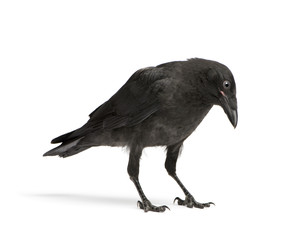 Young Carrion Crow - Corvus corone (3 months)