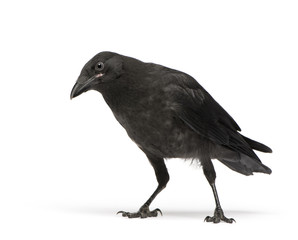 Fototapeta premium Young Carrion Crow - Corvus corone (3 months)