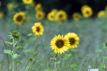 Obraz premium Sonnenblumenfeld