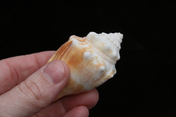 held shell