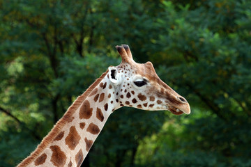 Portrait of a Giraffe