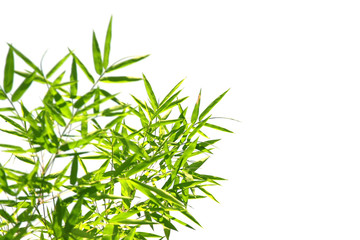 Bambou sur fond banc