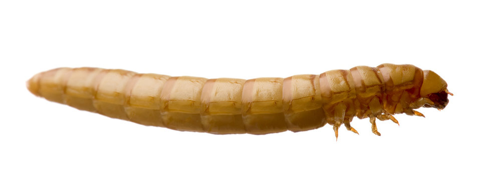 Larva of Mealworm - Tenebrio molitor