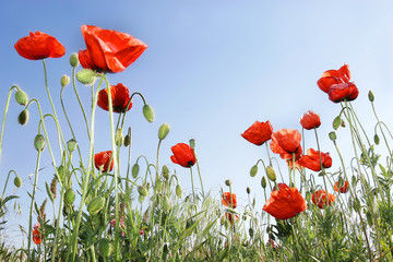 red poppies on sky background