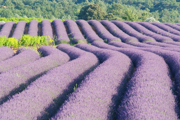 champ de lavandes en fleurs