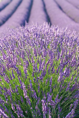 champ de lavandes en fleurs