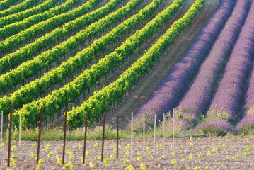 champ de lavandes en fleurs
