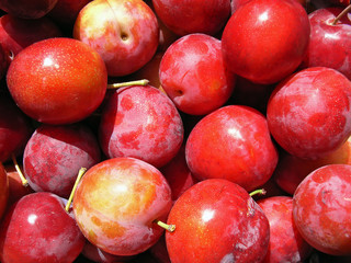 Red Plum