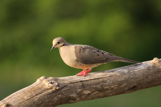 A Beautiful Dove