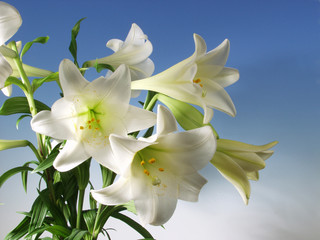Fototapeta premium Flower Composition