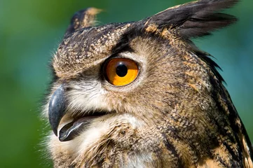 Tuinposter Uil Grote gehoornde uil