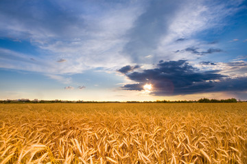 Golden wheat ready for harvest growing in a farm field © Eduard Stelmakh