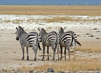 Fototapeta na wymiar Zebra, Zebras, Kenia, wildife