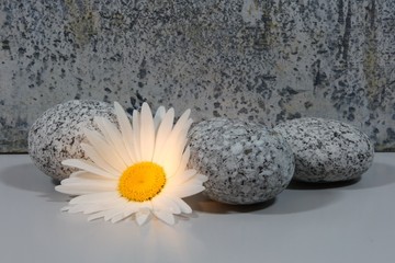 Margeritenblüte mit Steinen