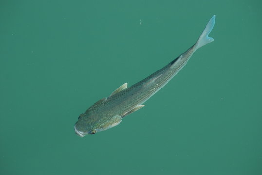poissons