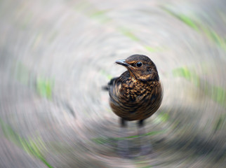 Young blackbird