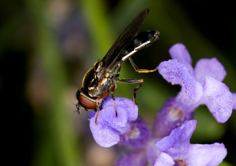 Fly on flower