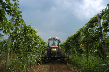 Fototapeta premium Lavori nei vigneti - Colli Orientali del Friuli