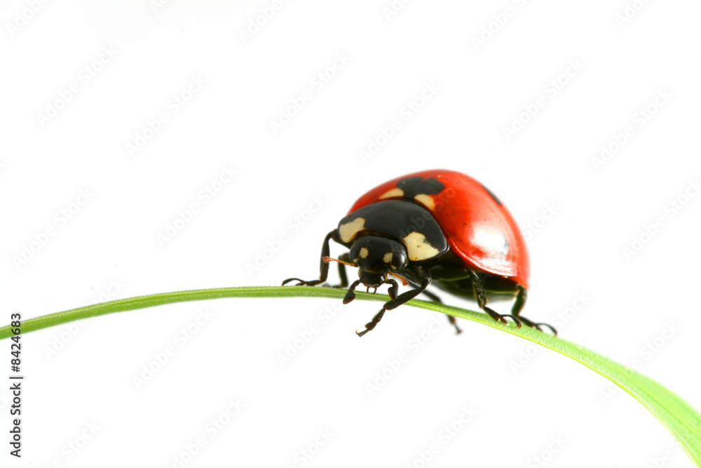 Sticker red ladybug