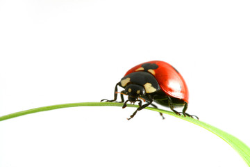 red ladybug