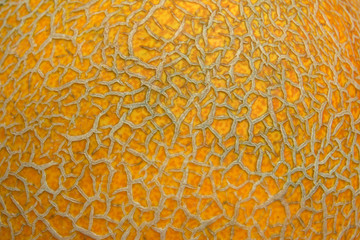 melon surface