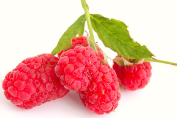 close-up of raspberry