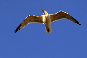 GULL