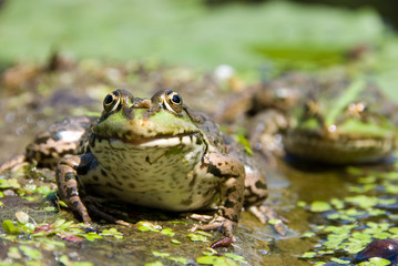 Frog