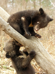 Bear cubs