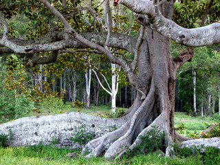 Moreton Bay Fig