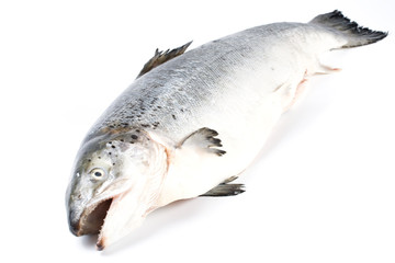 Fresh salmon