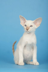 Obraz premium chat > Siamois