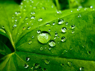 Water drops on the leafs