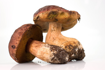 Funghi porcini