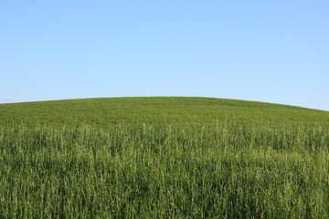 Fototapeta premium Landscape - green grass - blue sky