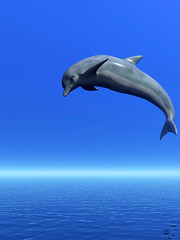 Dolphin