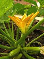 plant of courgette with flower3