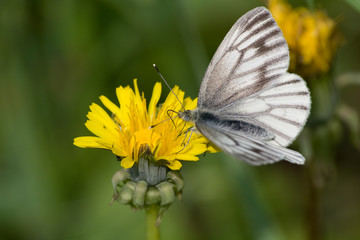 butterfly pollinating dandelion
