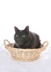 Fototapeta na wymiar black cat in wicker basket