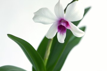 Flower orchid