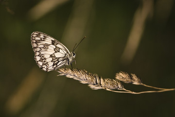 Schachbrettfalter