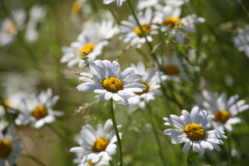 A lot of  of daisies on a summer field