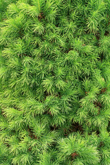 white spruce timber