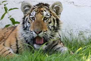 Amur Cub