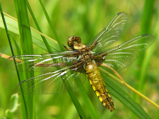 frischgeschlüpfte Libelle (Plattbauch)