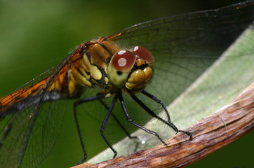 Dragonfly